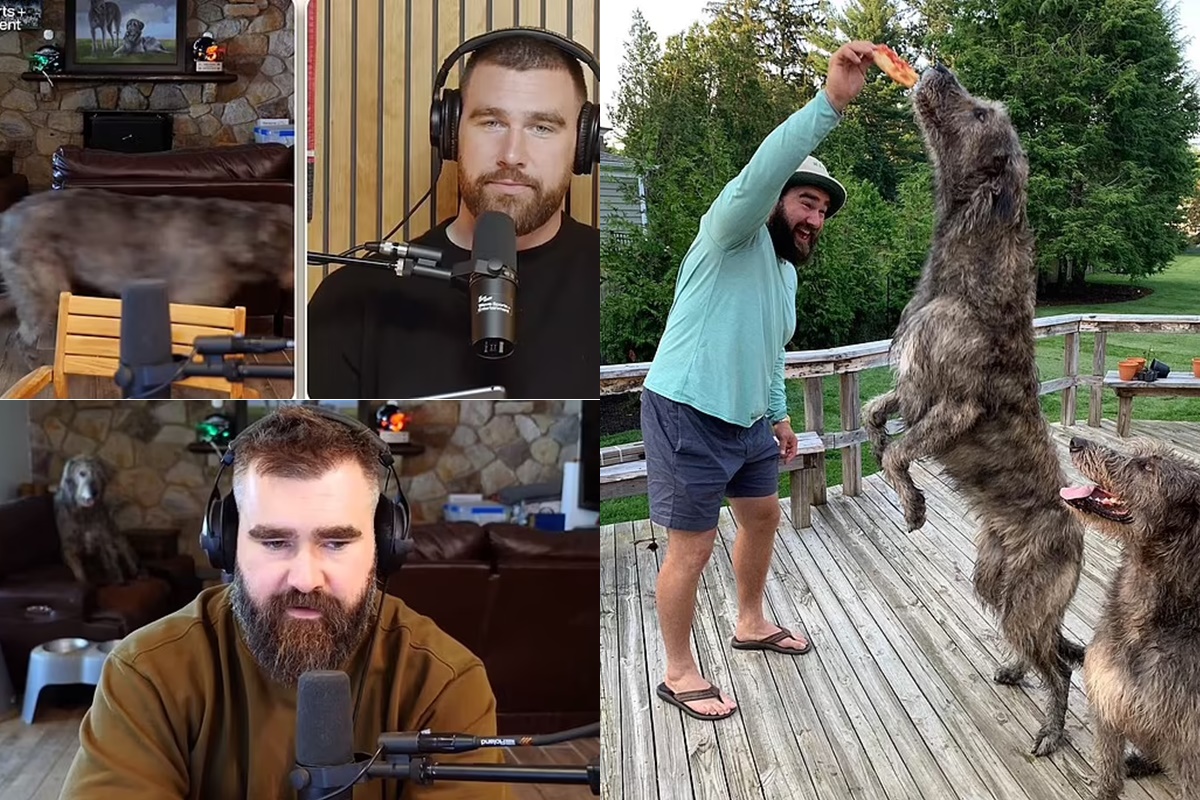 Hilarious moment Jason Kelce’s Irish wolfhound interrupts the latest ...